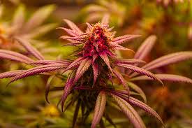 Discovering the Power of Godfather OG Seeds The Ultimate Guide Discovering the Power of Godfather OG Seeds The Ultimate Guide
