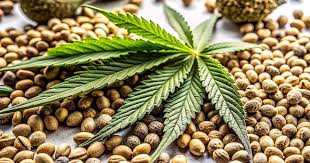 Discovering the Power of Godfather OG Seeds The Ultimate Guide Discovering the Power of Godfather OG Seeds The Ultimate Guide
